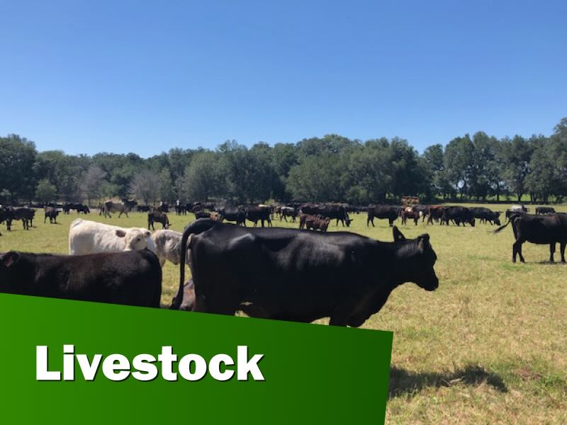 livestock